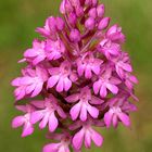 Anacamptis piramidalis