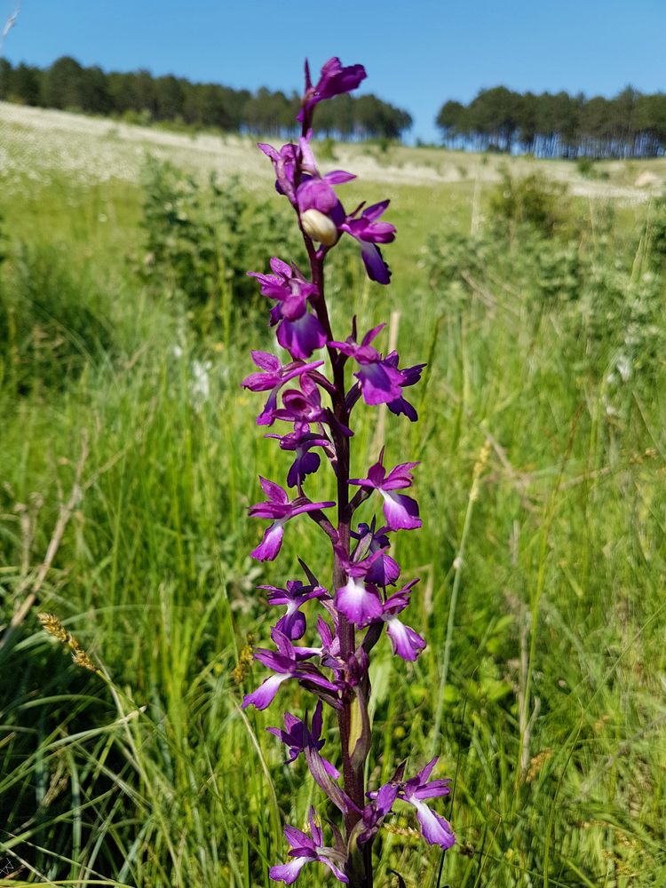 Anacamptis pseudolaxiflora