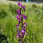 Anacamptis pseudolaxiflora