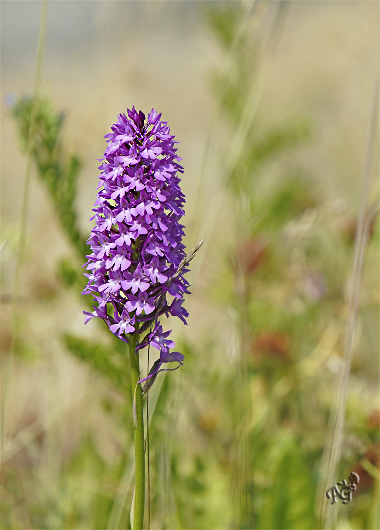 Anacamptis pyramidalis