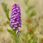 Anacamptis pyramidalis