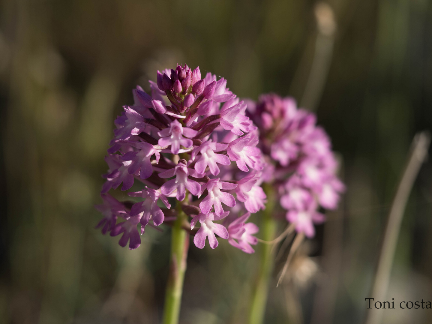 Anacamptis pyramidalis