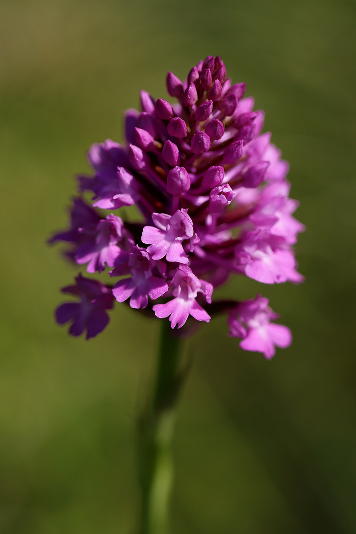 Anacamptis Pyramidalis