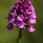 Anacamptis Pyramidalis