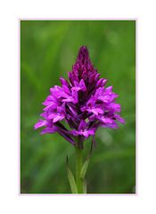 Anacamptis pyramidalis