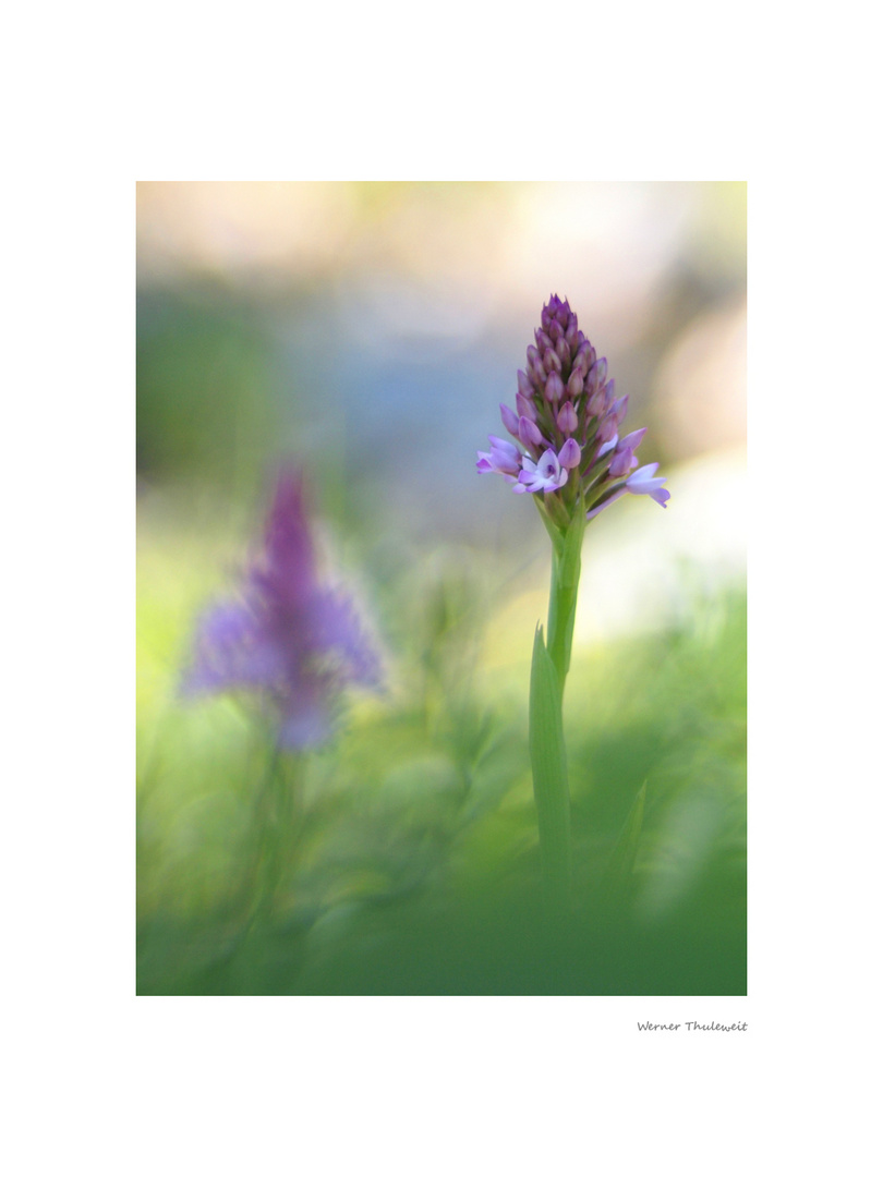 Anacamptis pyramidalis