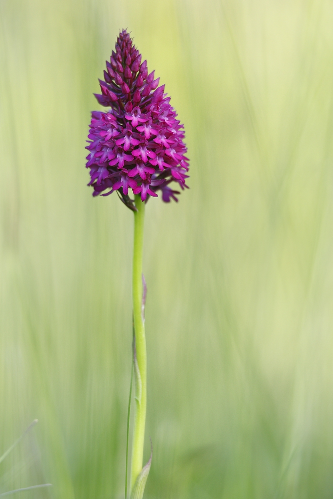 Anacamptis pyramidalis