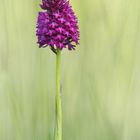 Anacamptis pyramidalis