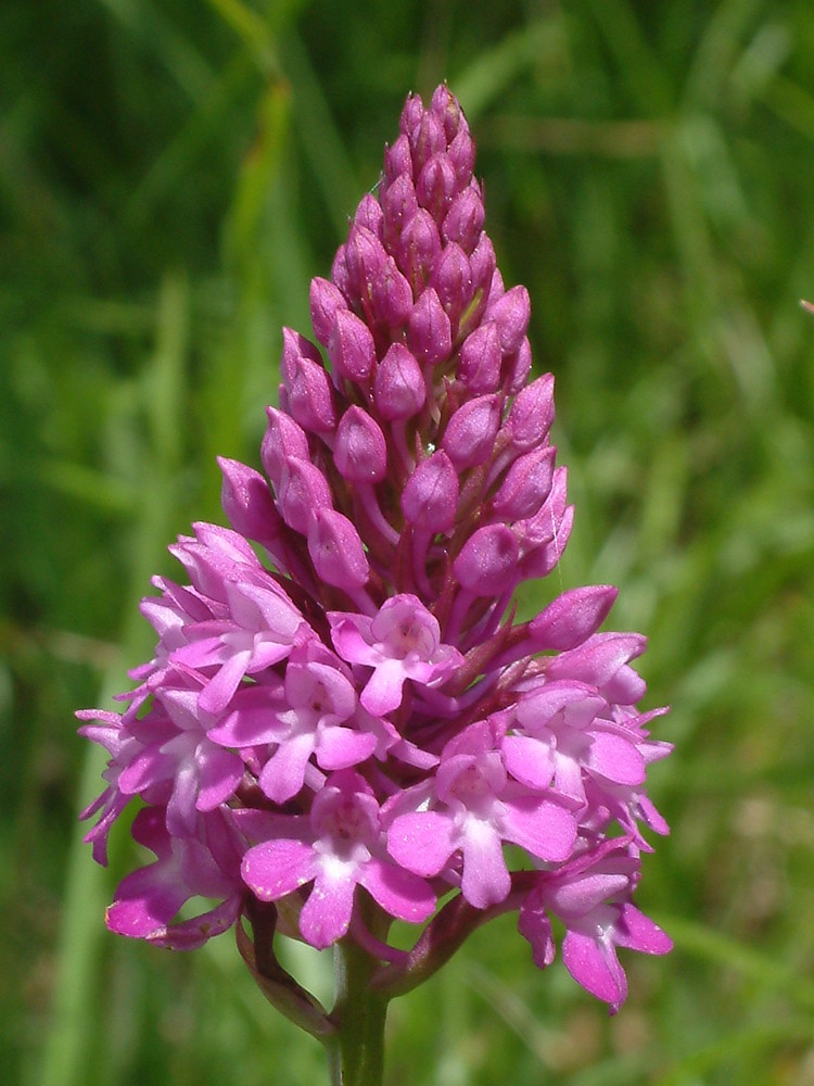 Anacamptis pyramidalis L.