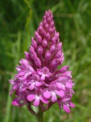 Anacamptis pyramidalis L.