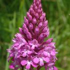 Anacamptis pyramidalis L.