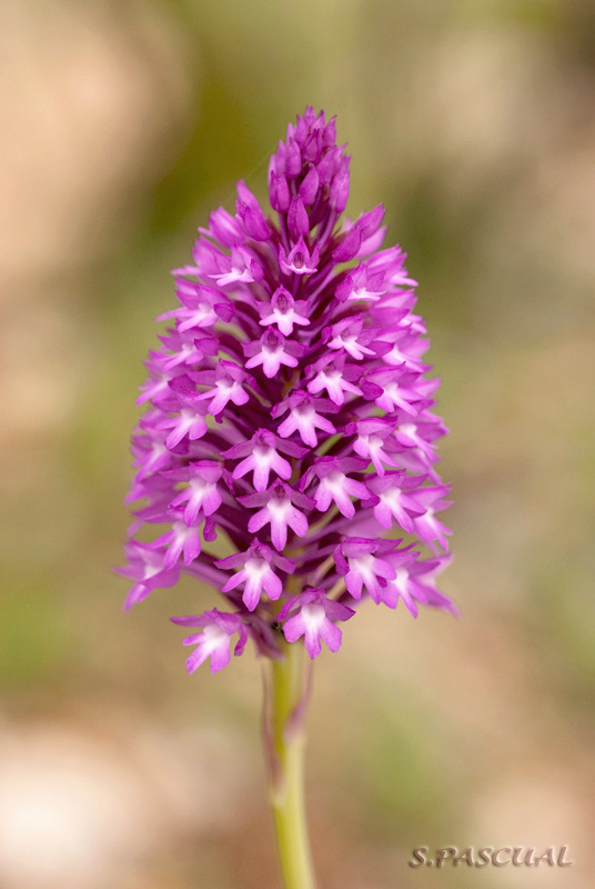 Anacamptis pyramidalis (=Orchis pyramidalis).