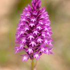 Anacamptis pyramidalis (=Orchis pyramidalis).