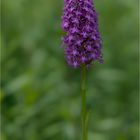 Anacamptis pyramidalis (Pyramiden-Hundswurz),