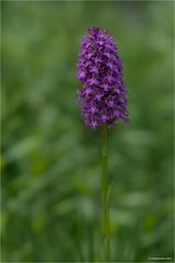 Anacamptis pyramidalis (Pyramiden-Hundswurz),