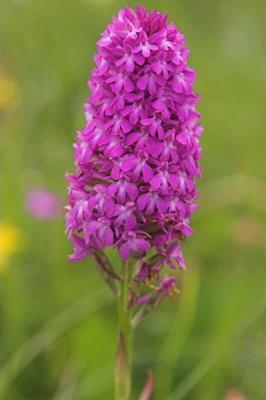 Anacamptis pyramidalis / Pyramiden-Orchis/ Pyramiden-Hundswurz