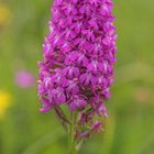 Anacamptis pyramidalis / Pyramiden-Orchis/ Pyramiden-Hundswurz