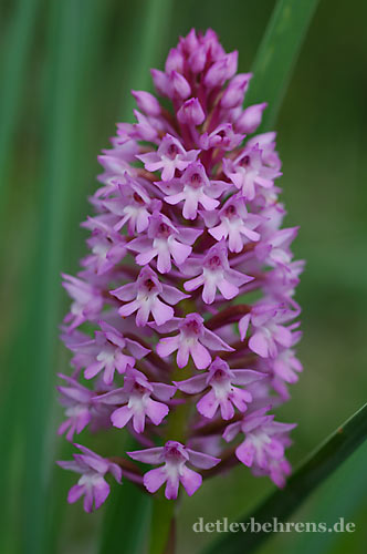 Anacamptis pyramidalis - Pyramidenorchis (Hundswurz)