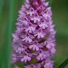 Anacamptis pyramidalis - Pyramidenorchis (Hundswurz)