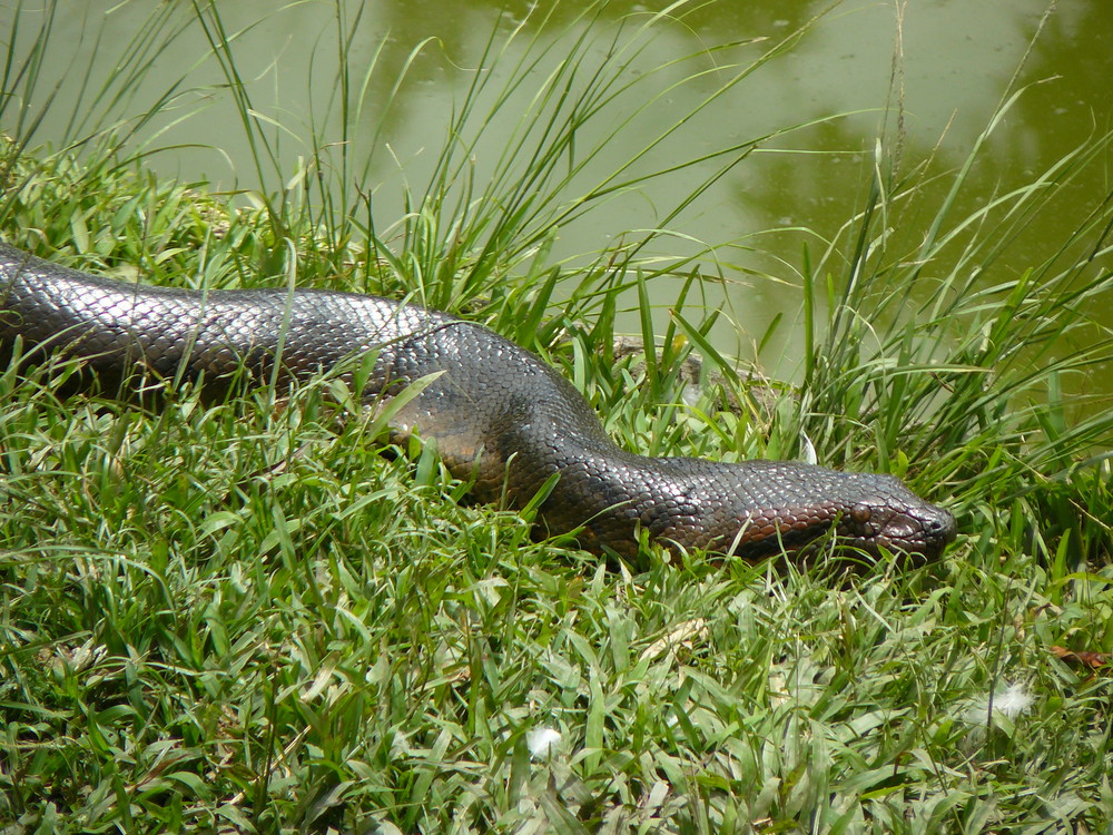 Anaconda 2,4 mts. (Eunectes murinus),