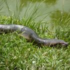 Anaconda 2,4 mts. (Eunectes murinus),