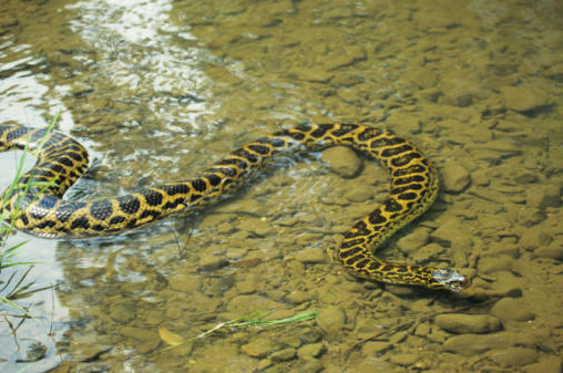 Anaconda