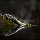 Anaconda gialla
