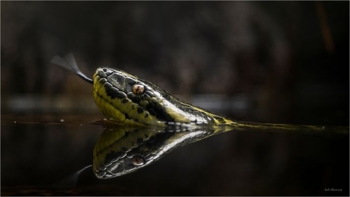 Anaconda gialla
