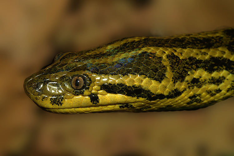 Anaconda - Vivarium Lausanne, Schweiz