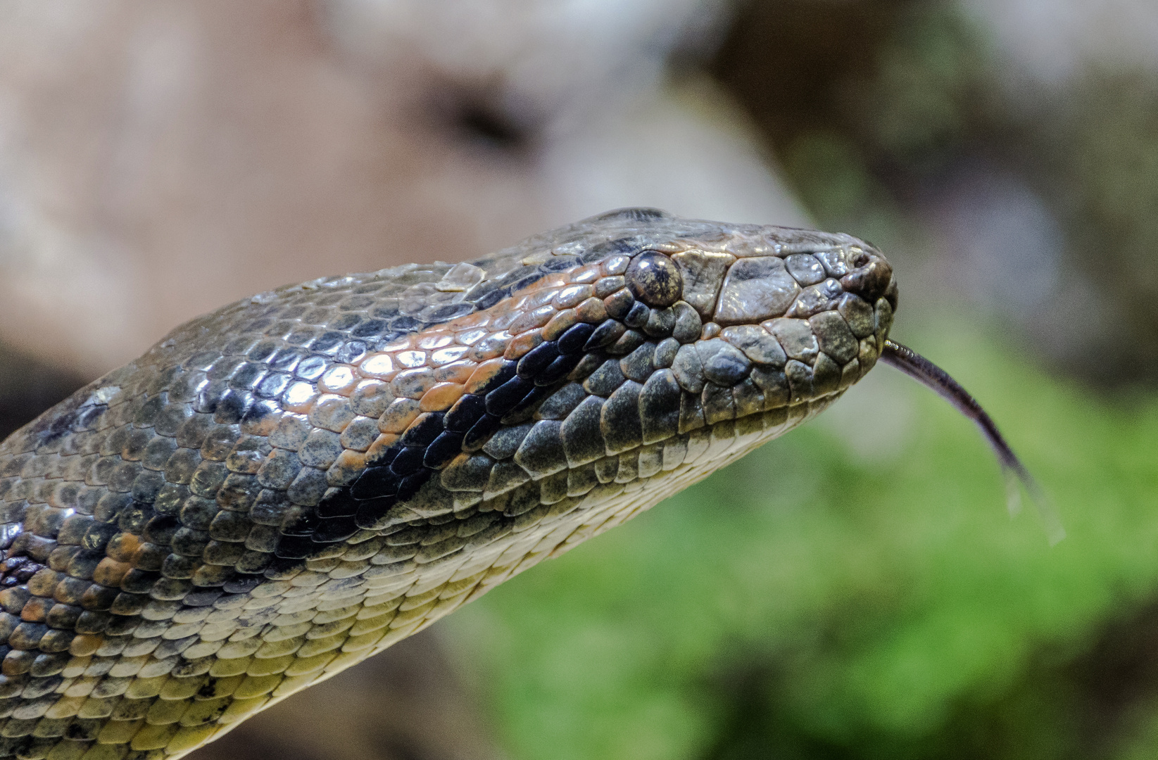 Anaconda züngelnd