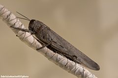 Anacridium aegyptium (Linnaeus 1764)