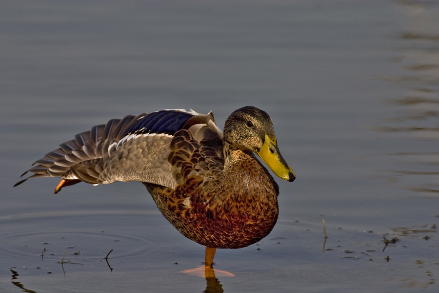 Anade - Pato