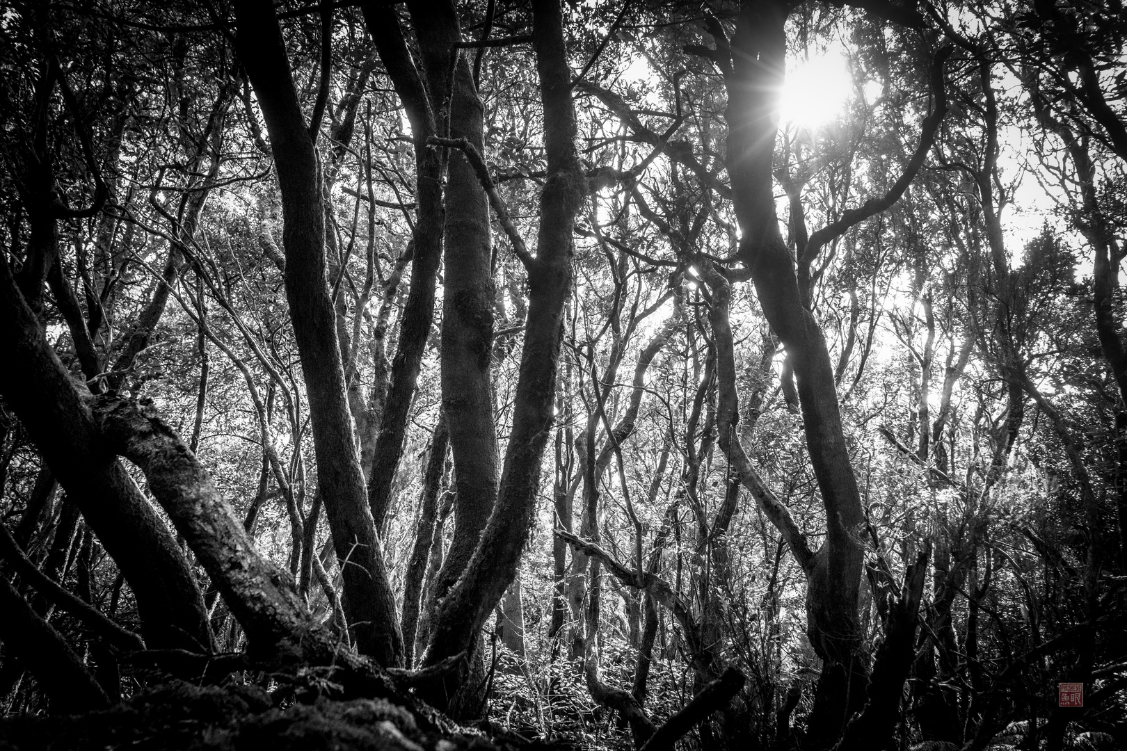 Anaga / Foto & Bild europe, canary islands die kanaren, spain Bilder