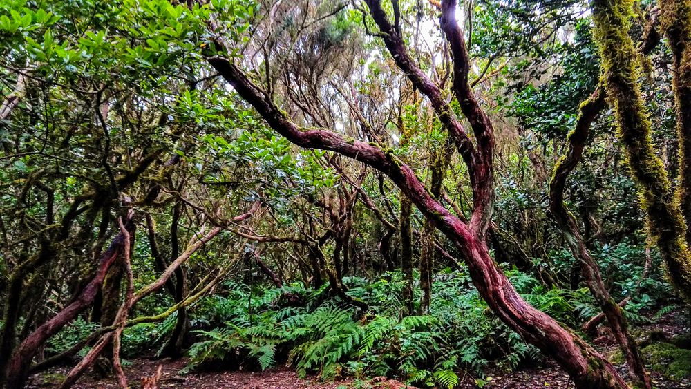 Anaga Gebirge - Teneriffa