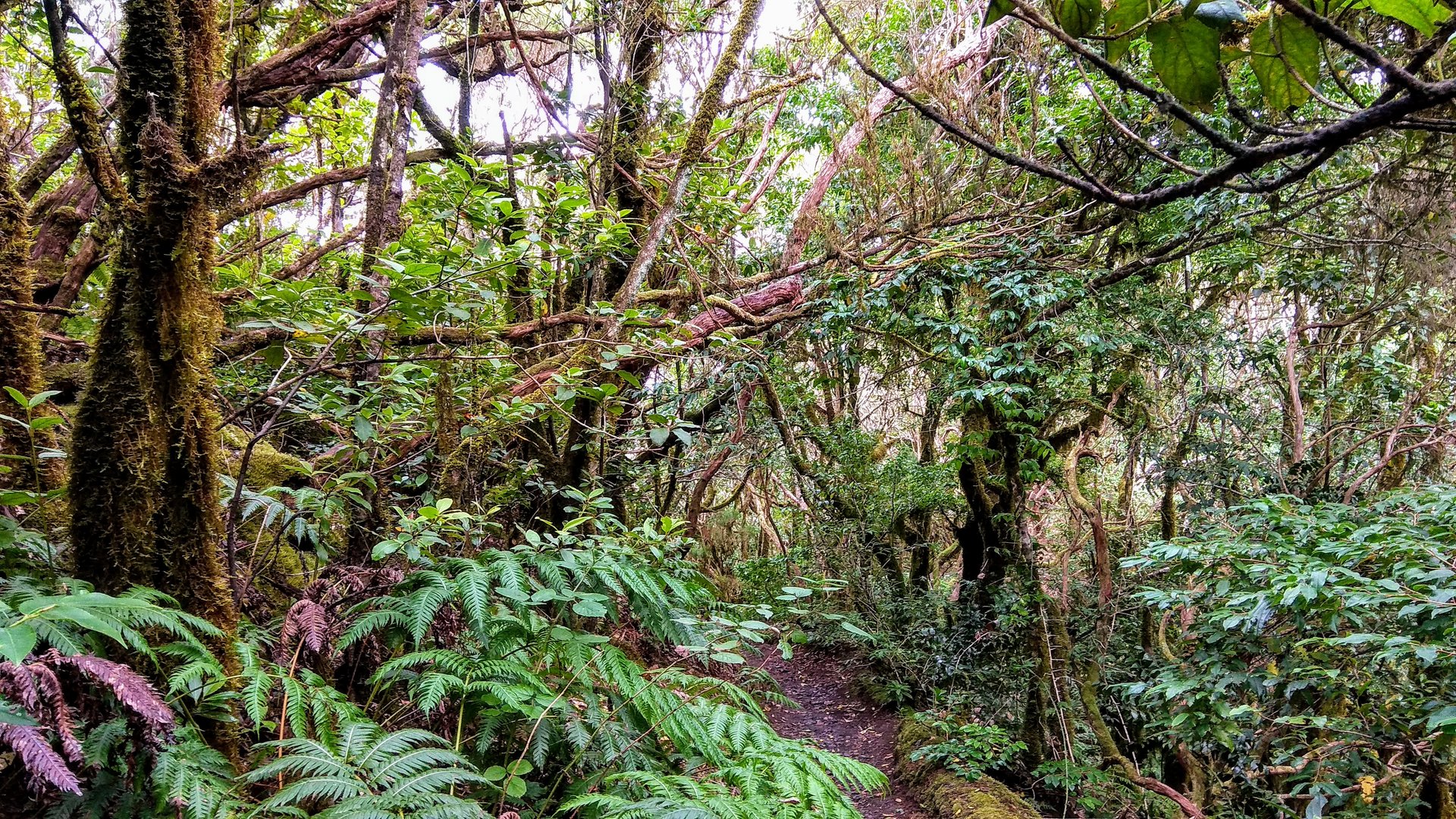 Anaga Gebirge Teneriffa