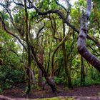 Anaga Gebirge - Teneriffa