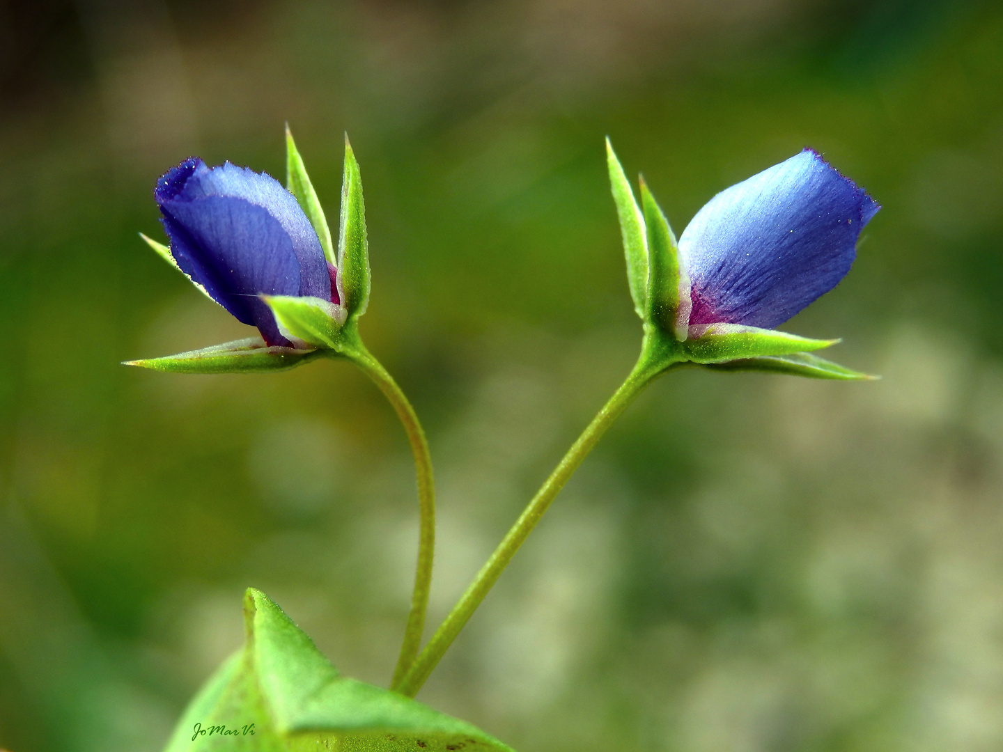 Anagalis en azul