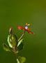 Anagallis Arvensis de Teresa López López 