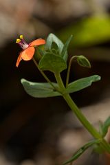 Anagallis arvensis