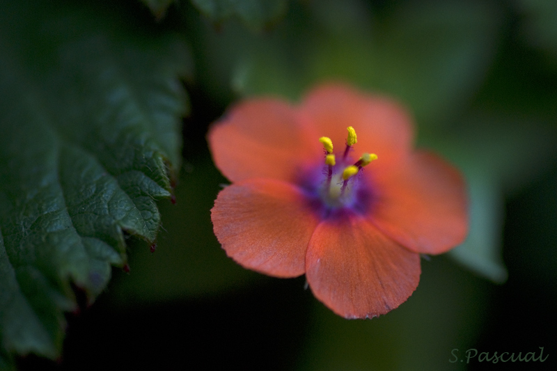 Anagallis arvensis