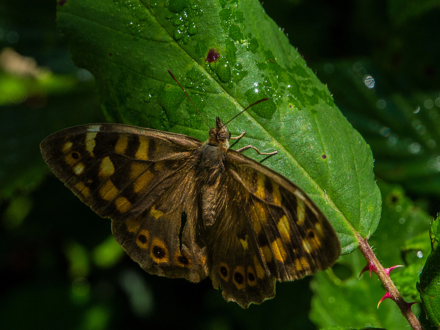 Anagaschmetterling