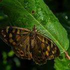 Anagaschmetterling