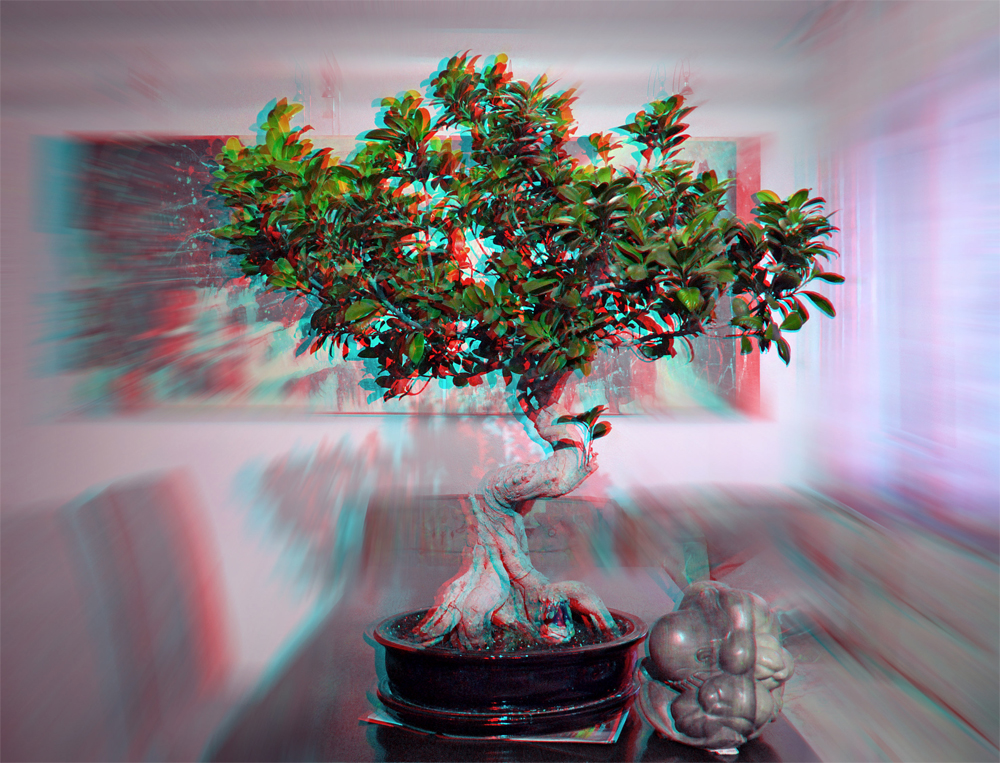 Anaglyphe - Ficus benjamini, als Bonsai gestaltet