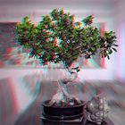 Anaglyphe - Ficus benjamini, als Bonsai gestaltet