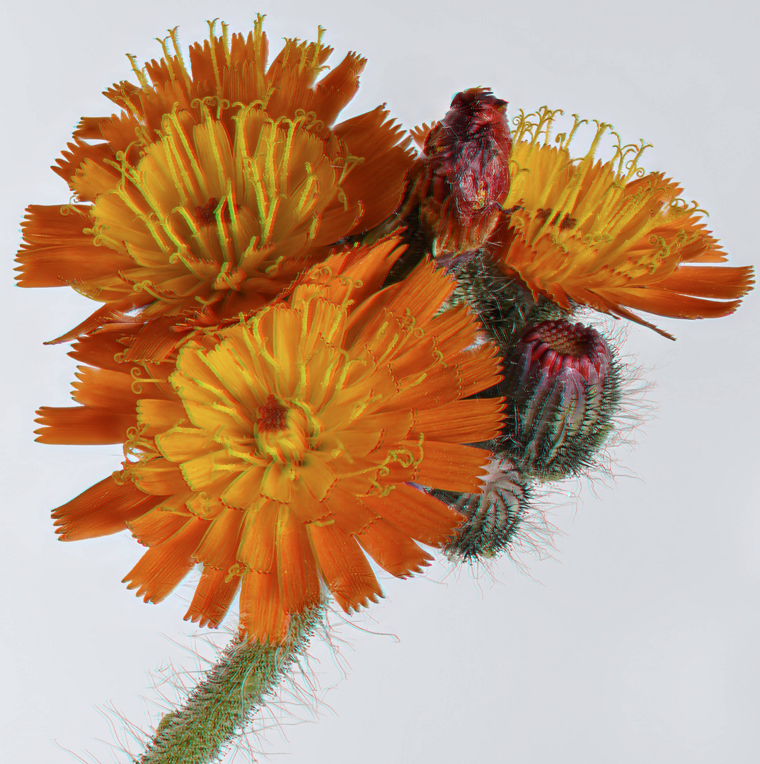 Anaglyphe - Orangerotes Habichtskraut  (Hieracium aurantiacum)  