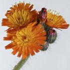 Anaglyphe - Orangerotes Habichtskraut  (Hieracium aurantiacum)  