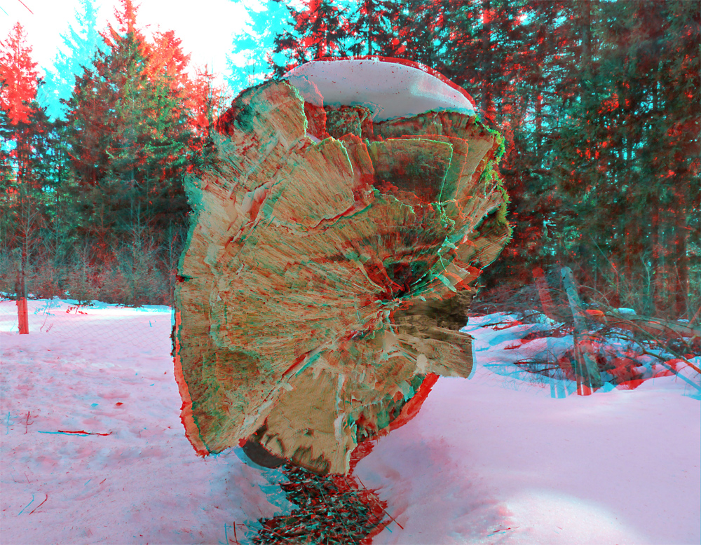 Anaglyphe - umgestürzter Baum - Bayerischer Wald