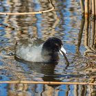 Anahuac National Wildlife Refuge 2018