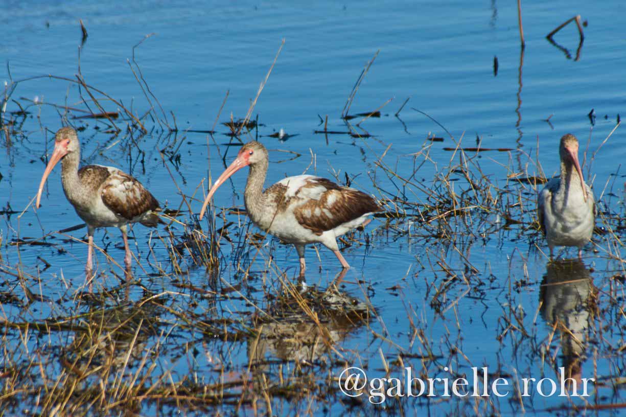 Anahuac National Wildlife Refuge 2018