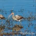 Anahuac National Wildlife Refuge 2018